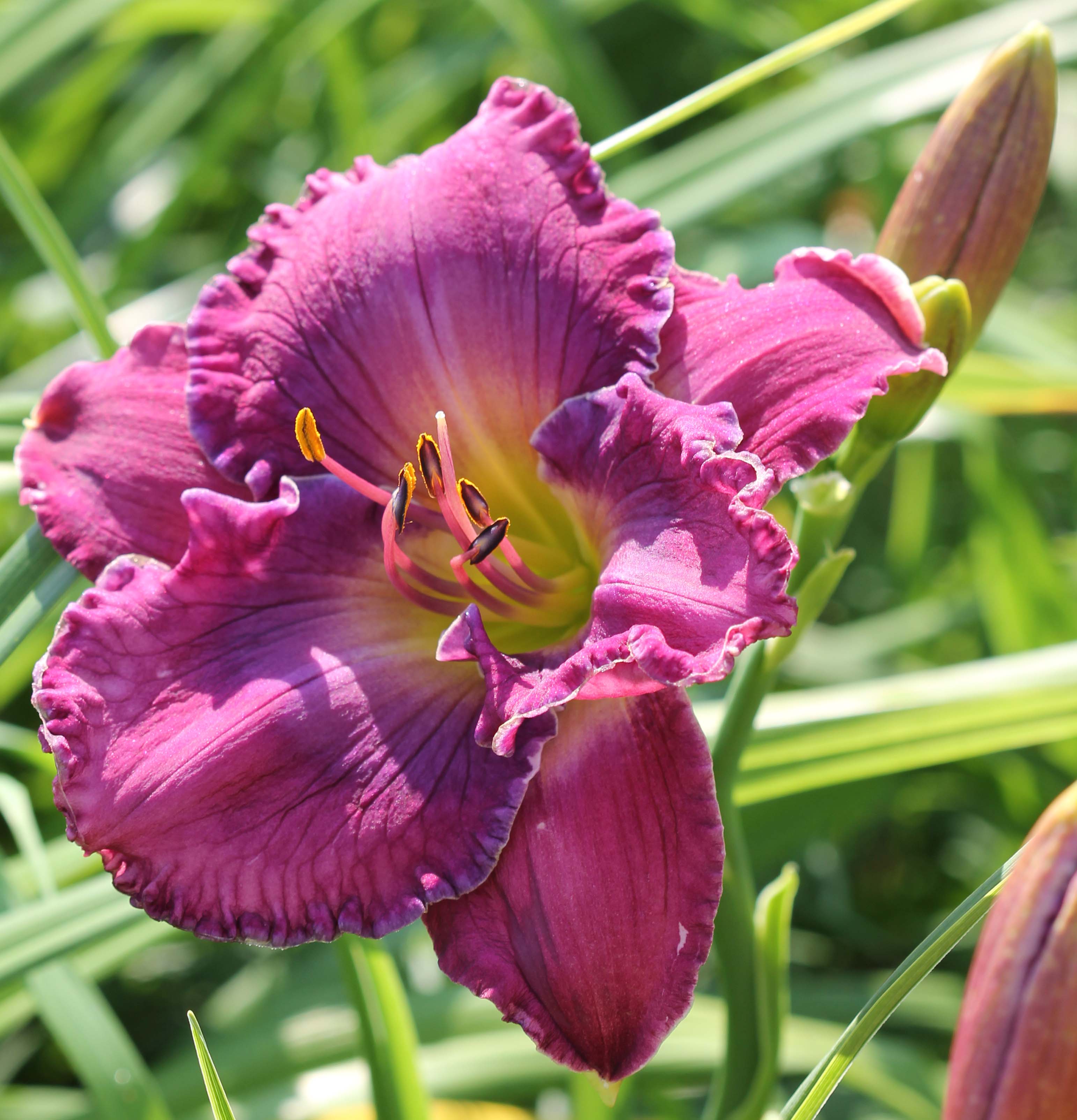 Violet Blue Fascination